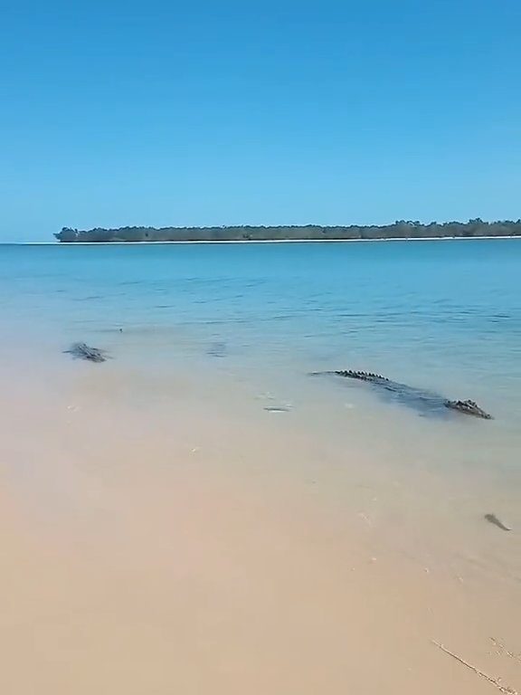 Tiburones contra cocodrilos, batalla épica filmada por un pescador: video viral