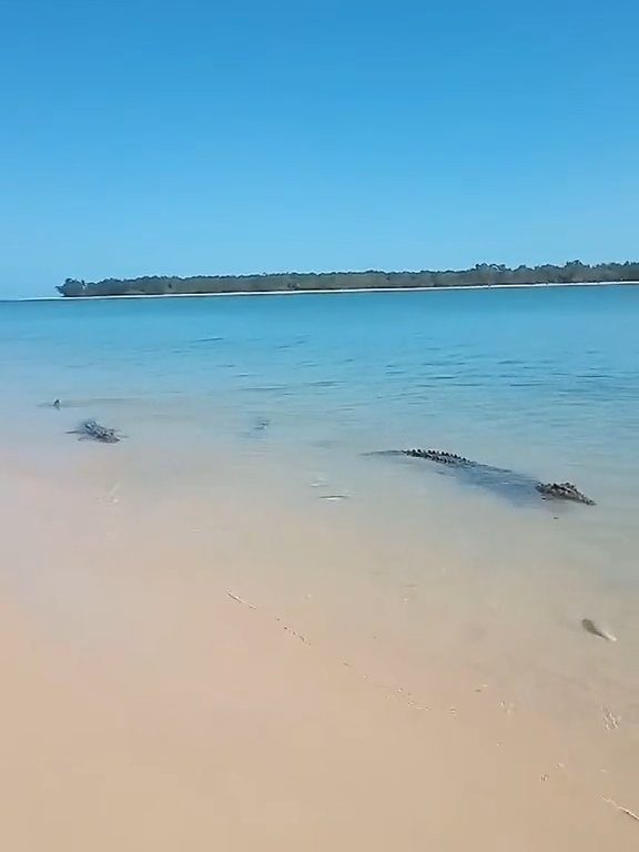 Tiburones contra cocodrilos, batalla épica filmada por un pescador: video viral