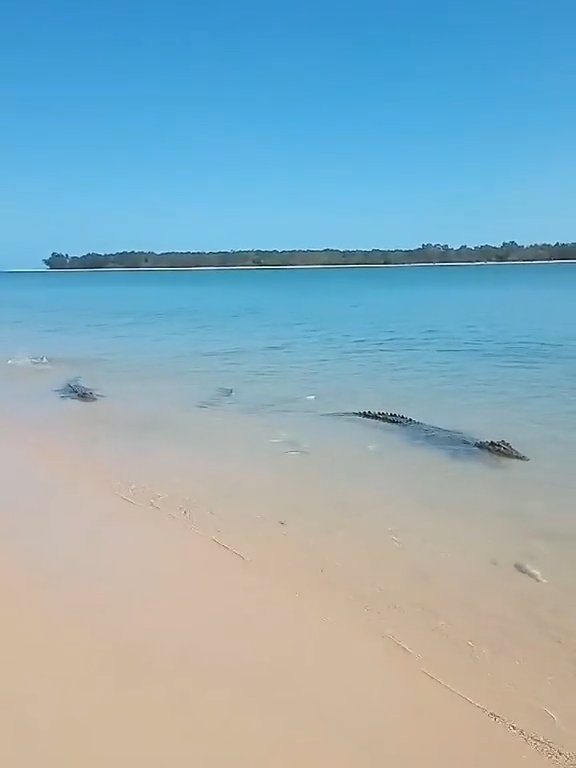 Tiburones contra cocodrilos, batalla épica filmada por un pescador: video viral