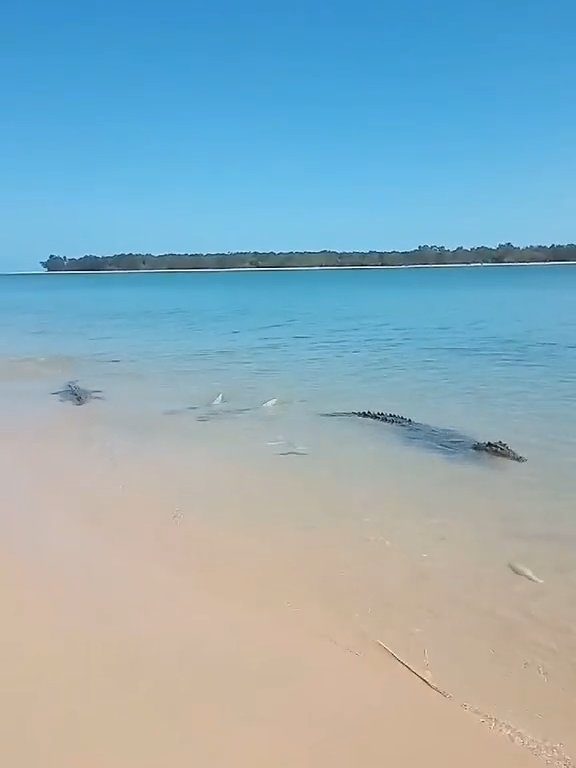 Tiburones contra cocodrilos, batalla épica filmada por un pescador: video viral