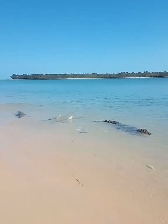 Tiburones contra cocodrilos, batalla épica filmada por un pescador: video viral