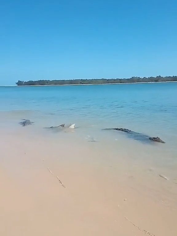 Tiburones contra cocodrilos, batalla épica filmada por un pescador: video viral