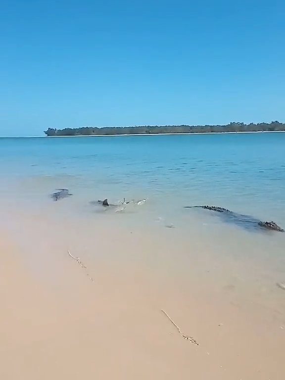 Tiburones contra cocodrilos, batalla épica filmada por un pescador: video viral