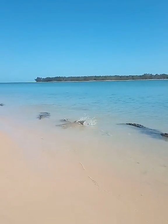 Tiburones contra cocodrilos, batalla épica filmada por un pescador: video viral