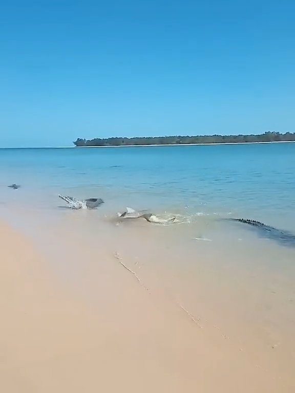 Tiburones contra cocodrilos, batalla épica filmada por un pescador: video viral