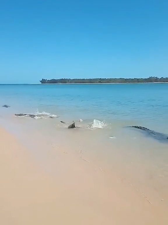 Tiburones contra cocodrilos, batalla épica filmada por un pescador: video viral