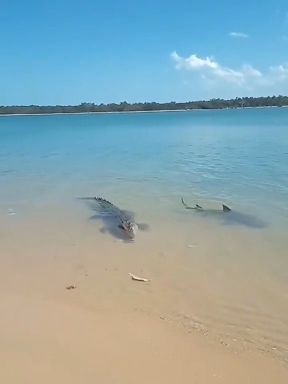 Tiburones contra cocodrilos, batalla épica filmada por un pescador: video viral