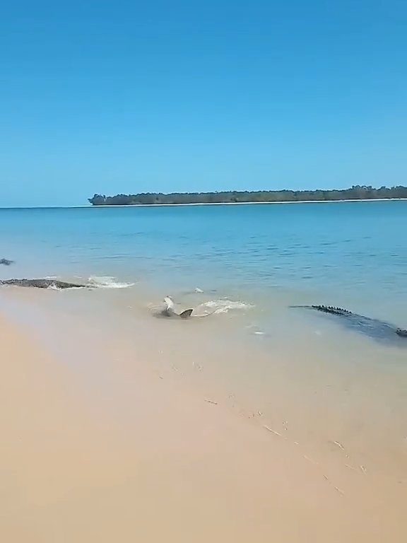 Tiburones contra cocodrilos, batalla épica filmada por un pescador: video viral