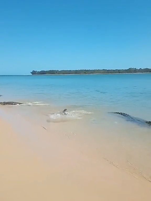 Tiburones contra cocodrilos, batalla épica filmada por un pescador: video viral