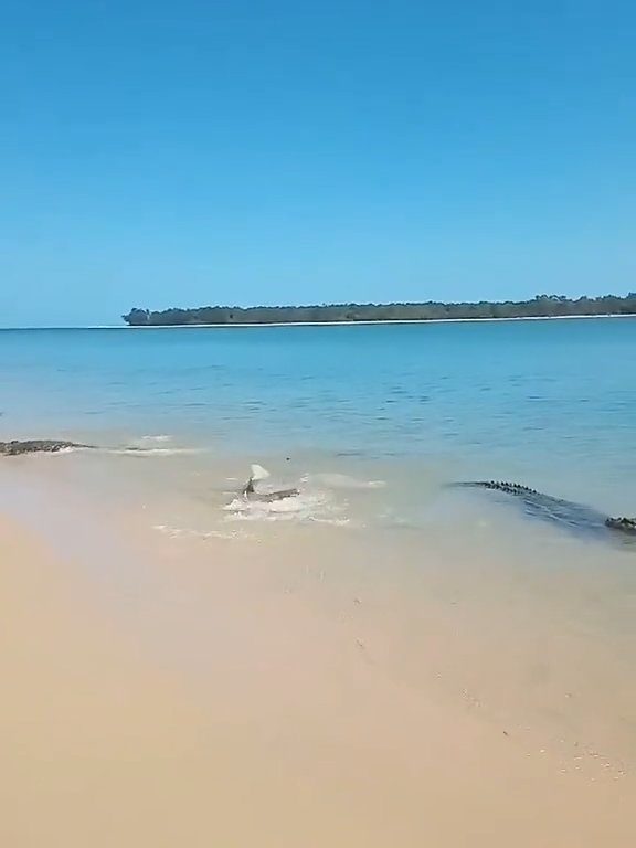 Tiburones contra cocodrilos, batalla épica filmada por un pescador: video viral