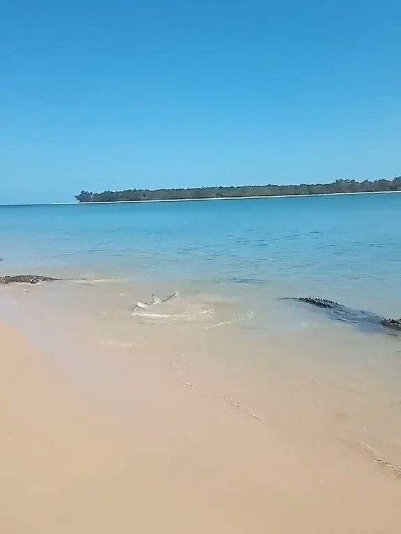 Tiburones contra cocodrilos, batalla épica filmada por un pescador: video viral