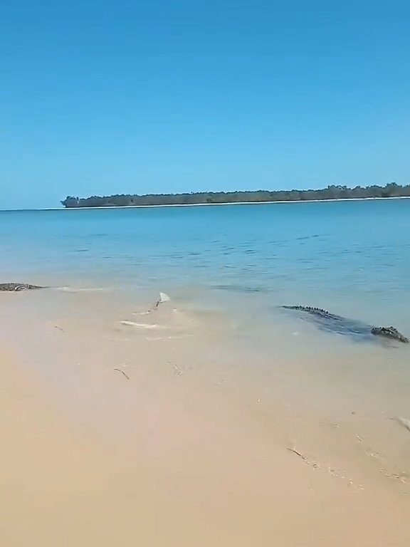 Tiburones contra cocodrilos, batalla épica filmada por un pescador: video viral