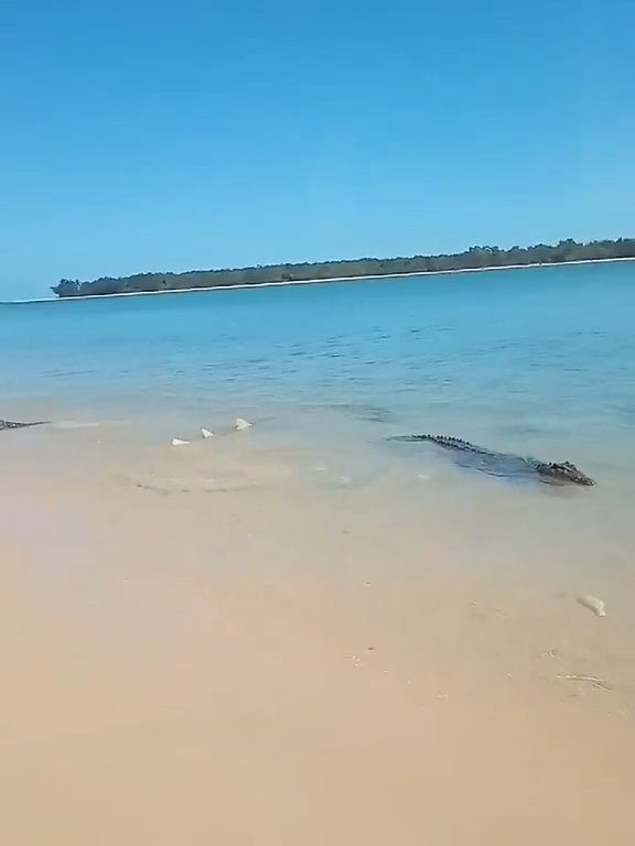 Tiburones contra cocodrilos, batalla épica filmada por un pescador: video viral