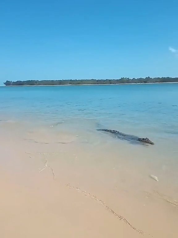 Tiburones contra cocodrilos, batalla épica filmada por un pescador: video viral