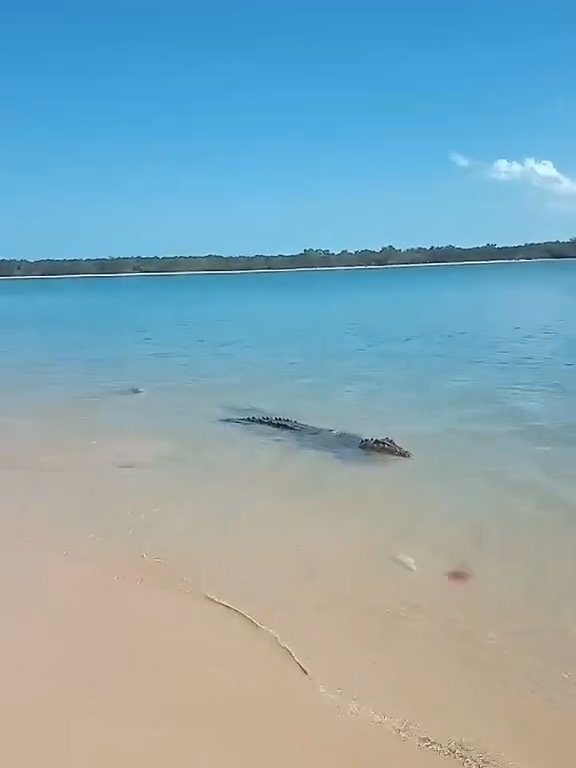 Tiburones contra cocodrilos, batalla épica filmada por un pescador: video viral