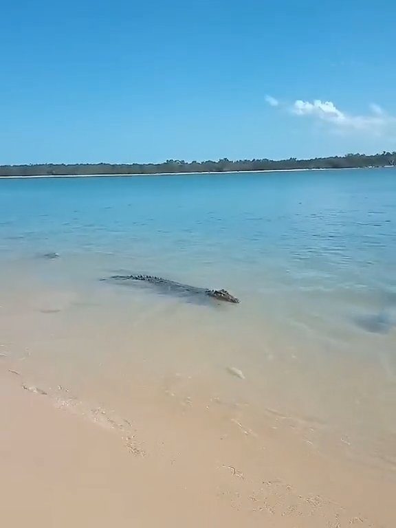 Tiburones contra cocodrilos, batalla épica filmada por un pescador: video viral