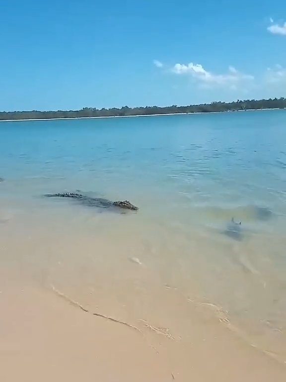 Tiburones contra cocodrilos, batalla épica filmada por un pescador: video viral