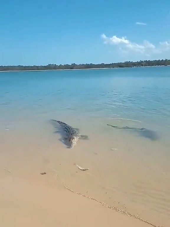 Tiburones contra cocodrilos, batalla épica filmada por un pescador: video viral