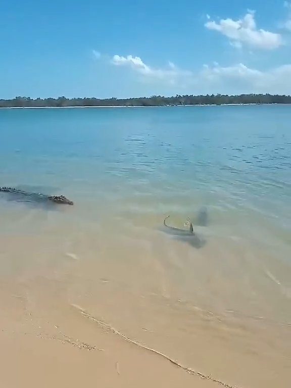 Tiburones contra cocodrilos, batalla épica filmada por un pescador: video viral