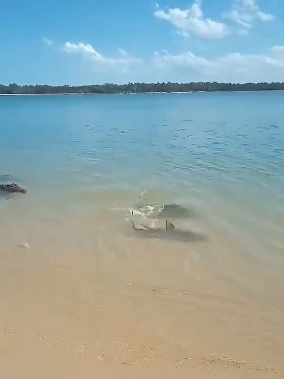 Tiburones contra cocodrilos, batalla épica filmada por un pescador: video viral