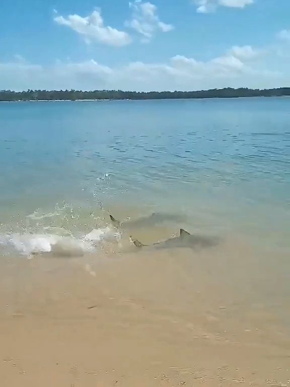 Tiburones contra cocodrilos, batalla épica filmada por un pescador: video viral