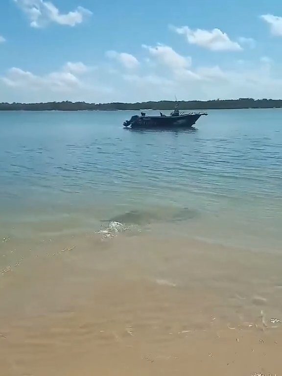 Tiburones contra cocodrilos, batalla épica filmada por un pescador: video viral