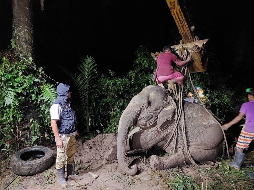 El elefante engorda demasiado y ya no puede levantarse: la culpa es de la comida de los turistas