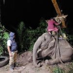 Elefante ingrassa troppo e non riesce più ad alzarsi: colpa del cibo dei turisti