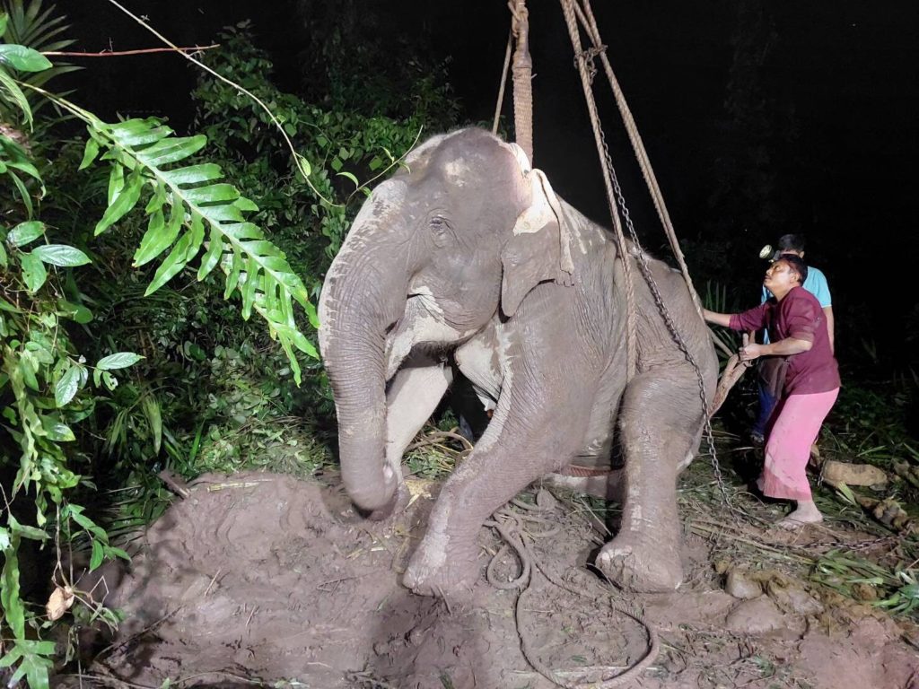 El elefante engorda demasiado y ya no puede levantarse: la culpa es de la comida de los turistas