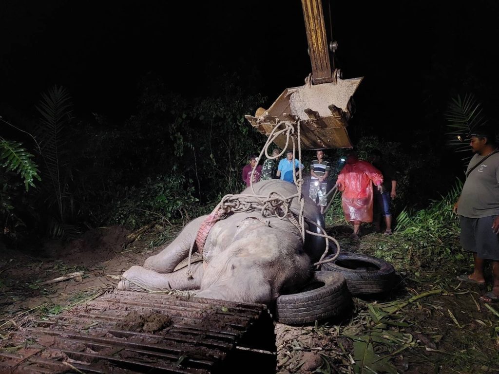 Elefante ingrassa troppo e non riesce più ad alzarsi: colpa del cibo dei turisti