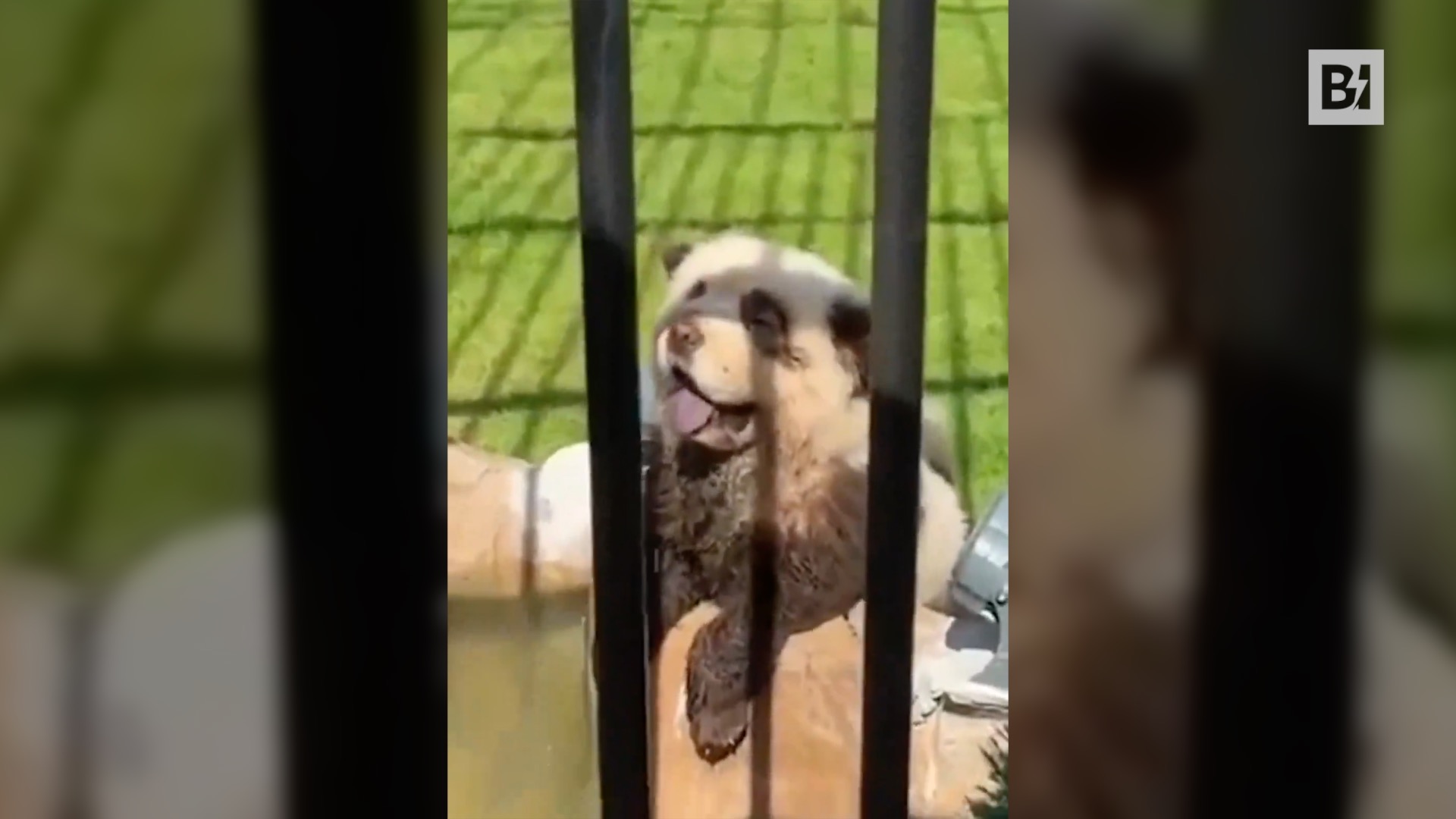 Nello zoo cinese i panda che… non sono…