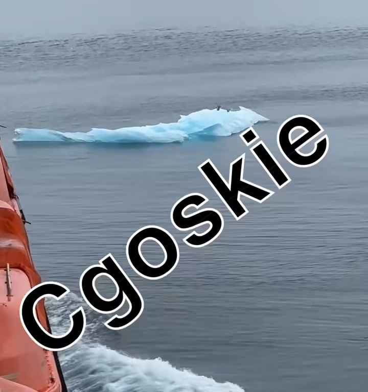 Riesgo de Titanic para crucero, iceberg contra casco: terror a bordo