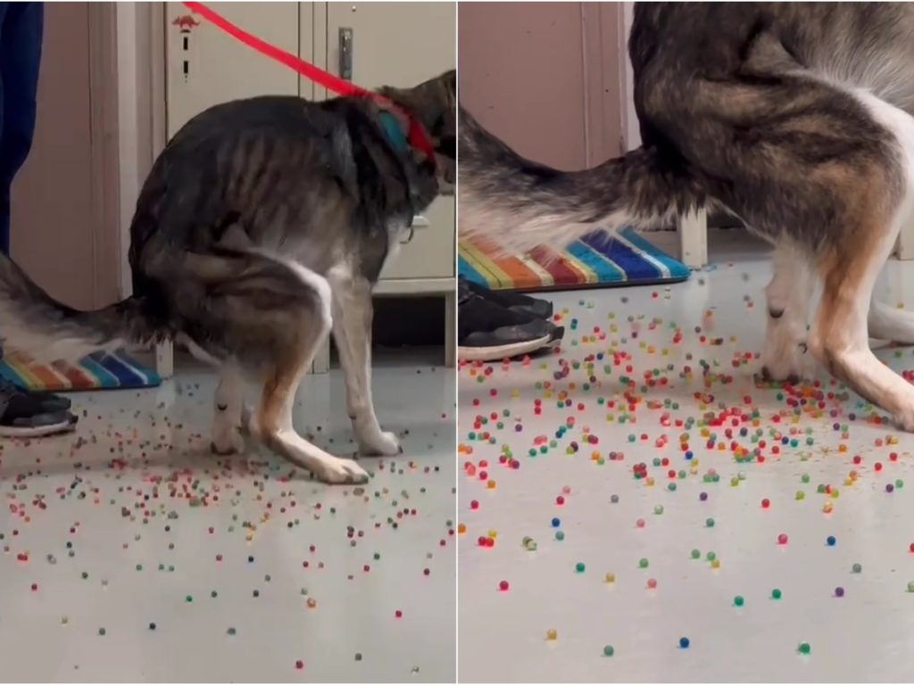 Perro tiene indigestión de canicas de colores: el video de la "expulsión" se vuelve viral