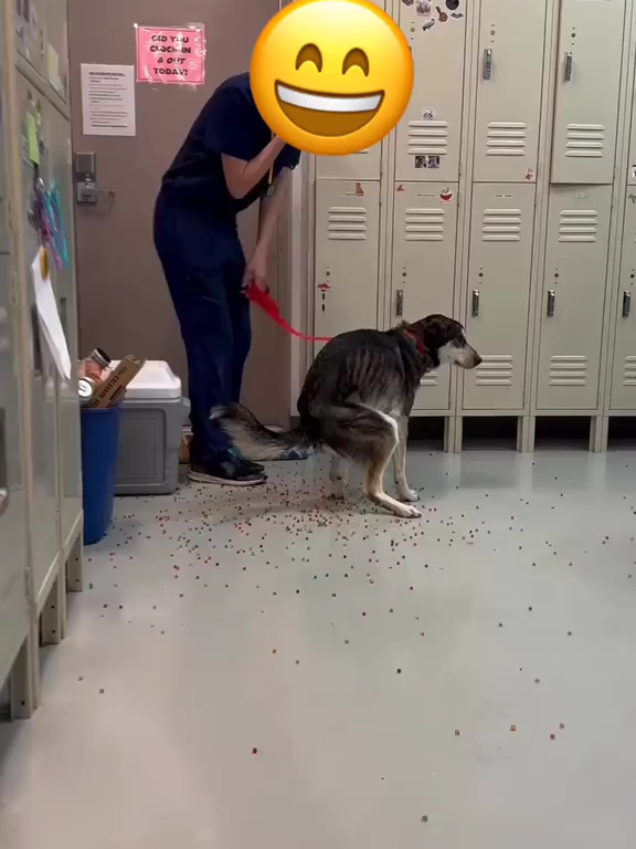 Le chien a une indigestion de billes colorées : la vidéo "expulsion" est virale