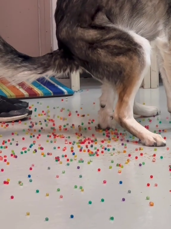 Le chien a une indigestion de billes colorées : la vidéo "expulsion" est virale