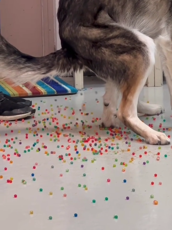 Le chien a une indigestion de billes colorées : la vidéo "expulsion" est virale