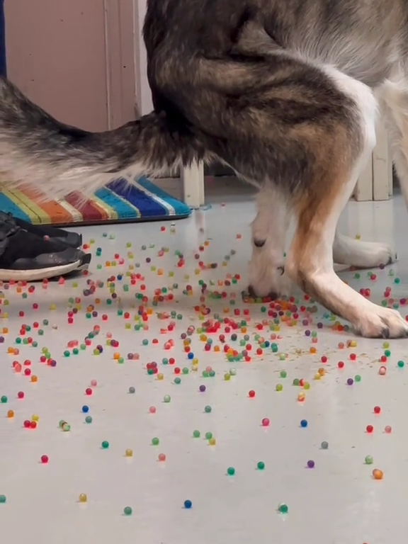 Le chien a une indigestion de billes colorées : la vidéo "expulsion" est virale