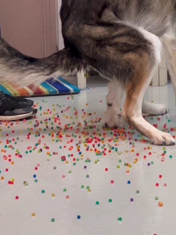 Le chien a une indigestion de billes colorées : la vidéo "expulsion" est virale