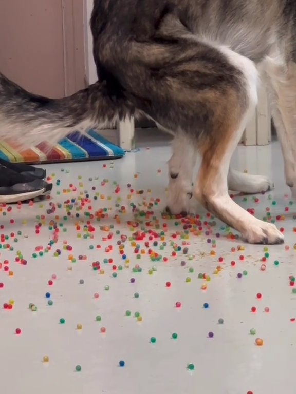 Le chien a une indigestion de billes colorées : la vidéo "expulsion" est virale