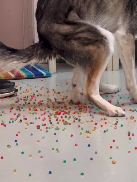 Perro tiene indigestión de canicas de colores: el video de la "expulsión" se vuelve viral