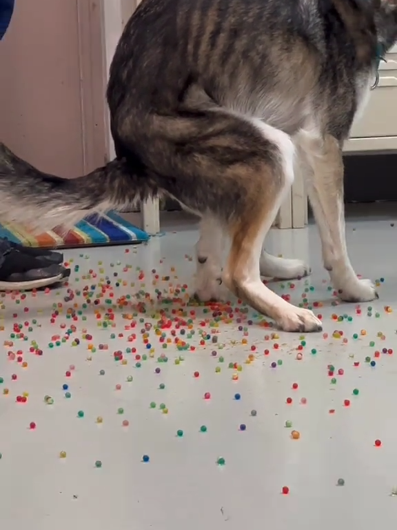 Le chien a une indigestion de billes colorées : la vidéo "expulsion" est virale