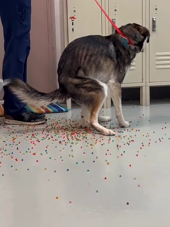 Le chien a une indigestion de billes colorées : la vidéo "expulsion" est virale