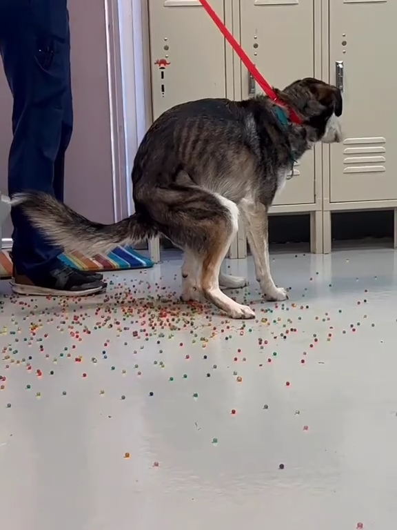 Le chien a une indigestion de billes colorées : la vidéo "expulsion" est virale