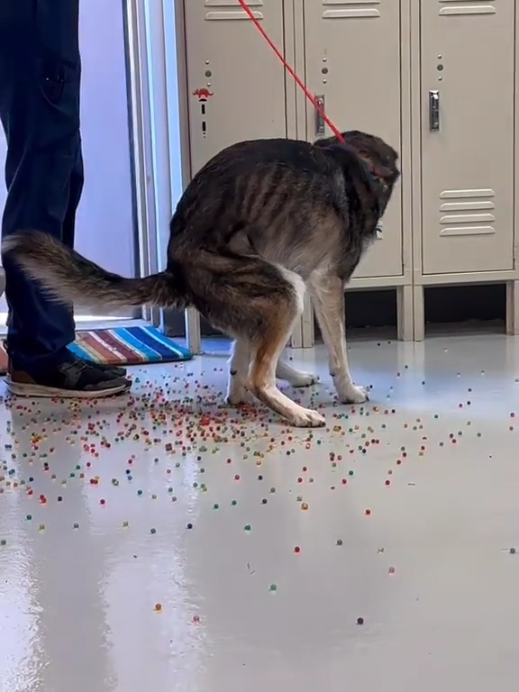 Le chien a une indigestion de billes colorées : la vidéo "expulsion" est virale