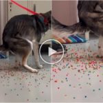 Perro tiene indigestión de canicas de colores: el video de la "expulsión" se vuelve viral