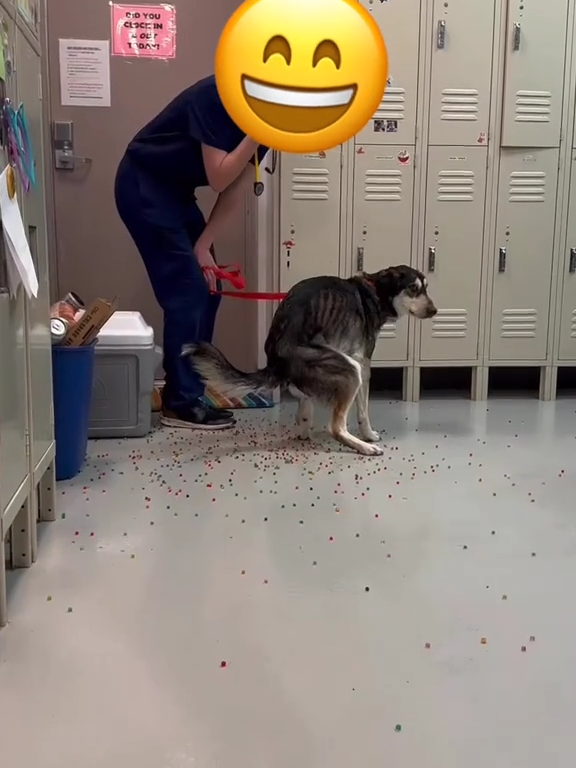 Le chien a une indigestion de billes colorées : la vidéo "expulsion" est virale