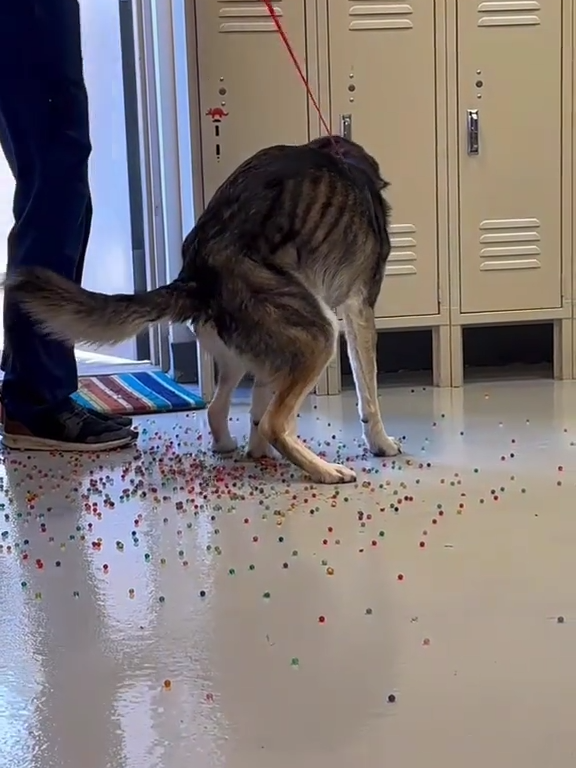 Le chien a une indigestion de billes colorées : la vidéo "expulsion" est virale