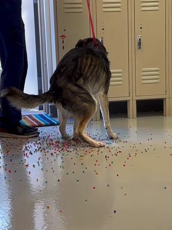 Le chien a une indigestion de billes colorées : la vidéo "expulsion" est virale