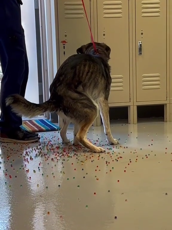 Le chien a une indigestion de billes colorées : la vidéo "expulsion" est virale