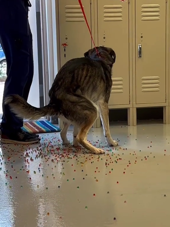 Le chien a une indigestion de billes colorées : la vidéo "expulsion" est virale